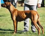 Rhodesian Ridgeback