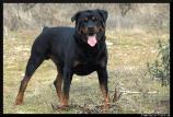 Rottweiler