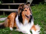 Rough Collie