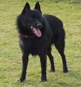 Schipperke
