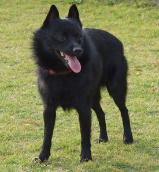 Schipperke