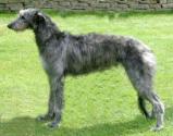 Scottish Deerhound