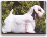 Sealyham Terrier