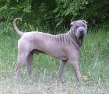 Shar-Pei