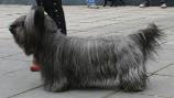 Skye Terrier