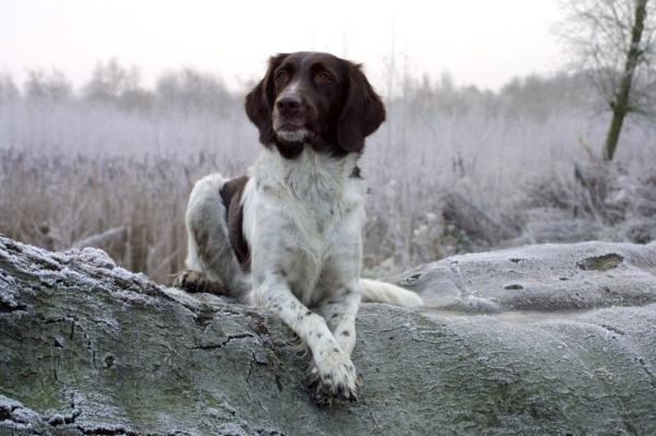 small munsterlander pointer small munsterlander pointer