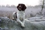 Small Munsterlander Pointer