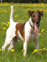 Smooth Fox Terrier