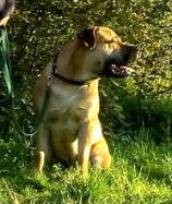 African Boerboel