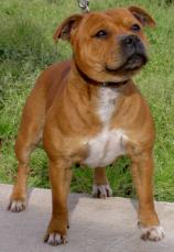 Staffordshire Bull Terrier