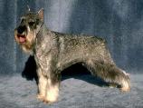 Standard Schnauzer