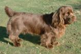 Sussex Spaniel