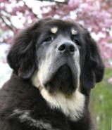 Tibetan Mastiff