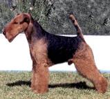 Welsh Terrier