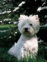 West Highland White Terrier