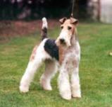 Wire Fox Terrier