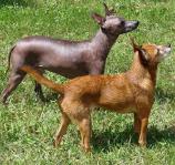 Xoloitzcuintli