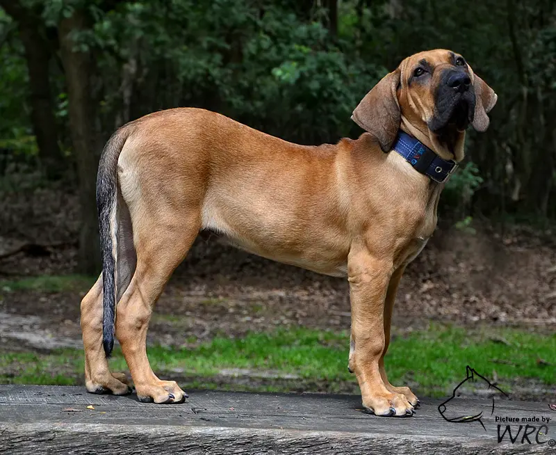 Fila Brasileiro mix breeding  Cross breeding with a Neapolitan Mastiff -  Harakhan Kennel