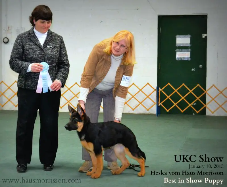 Gallery: UKC - Best in Show Puppy - Jan 