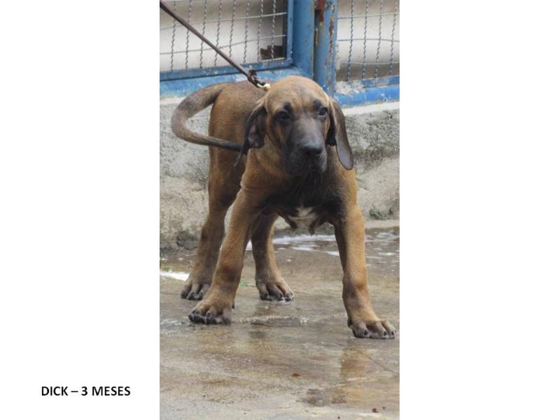 FERERO OF RED AND BRINDLE » Pedigree database Fila Brasileiro;