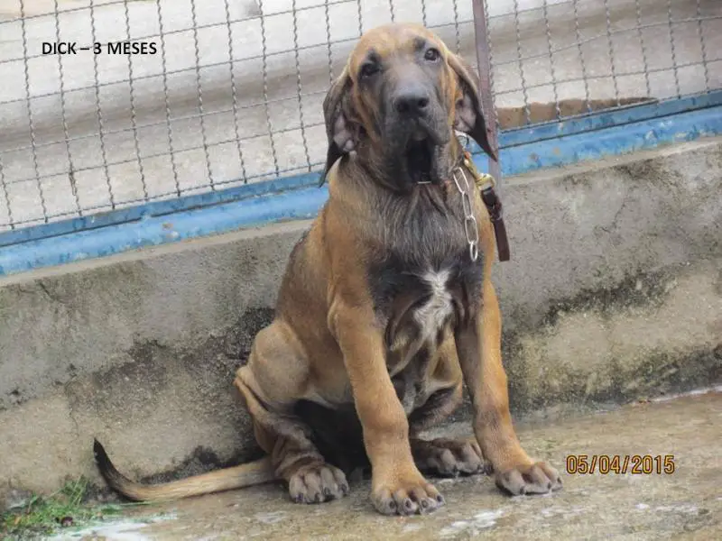 Fila Brasileiro