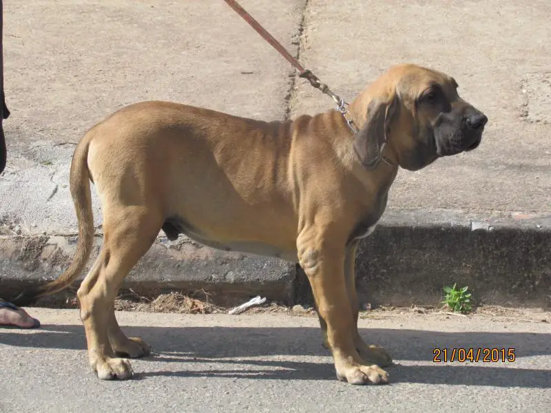 Fila Brasileiro