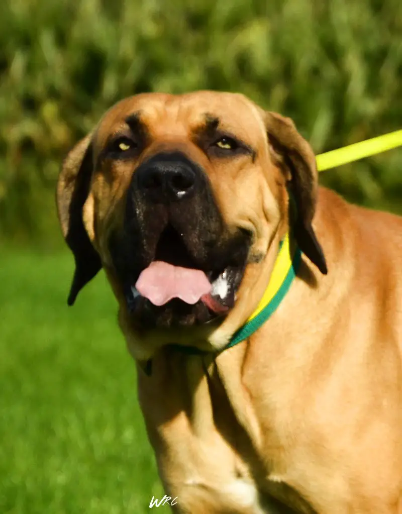 Africa (Otelo de El Siledin x Jará de El Siledin) fila brasileiro fila  brasileño fila brasilero