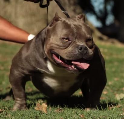 Mr miagi american best sale bully