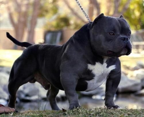 Mr deals miagi pitbull