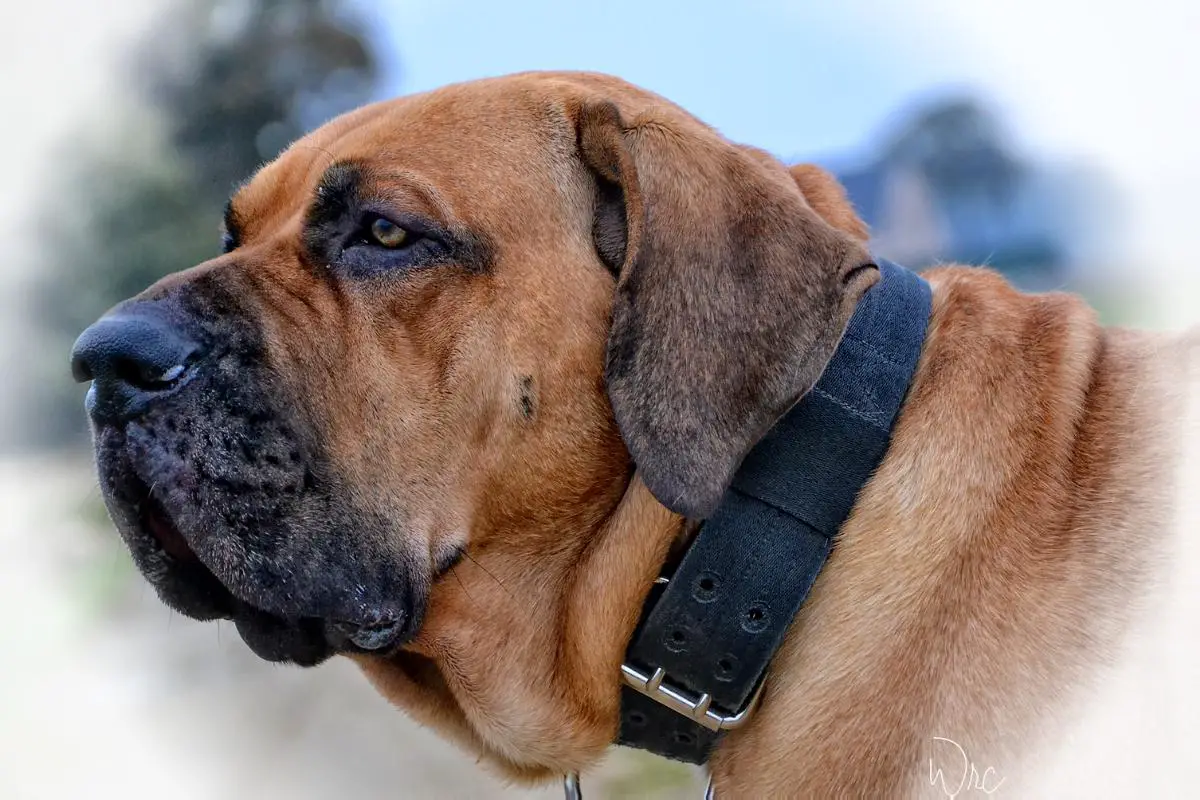 Fila Brasileiro mix breeding  Cross breeding with a Neapolitan Mastiff -  Harakhan Kennel