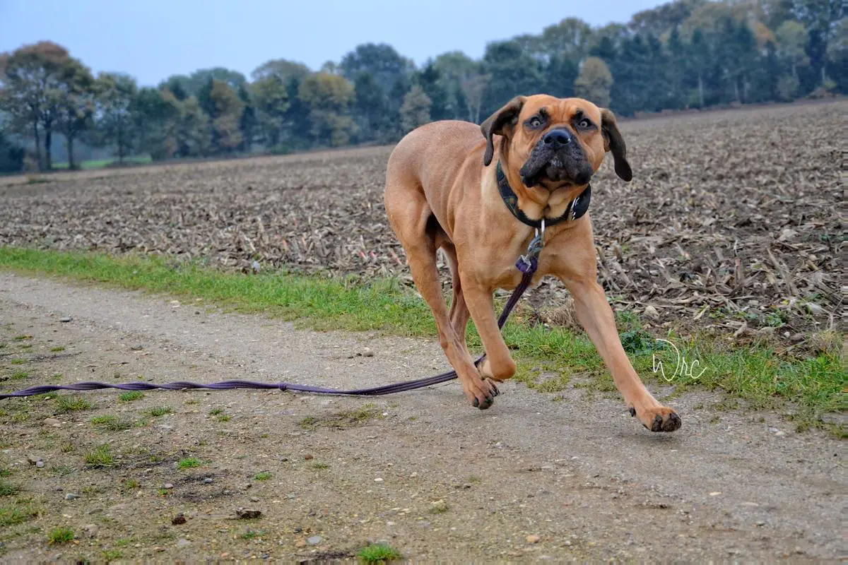 Africa (Otelo de El Siledin x Jará de El Siledin) fila brasileiro fila  brasileño fila brasilero