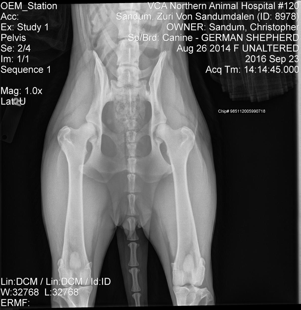 Gallery: OFA Hip X-Rays and Rating Certificate.