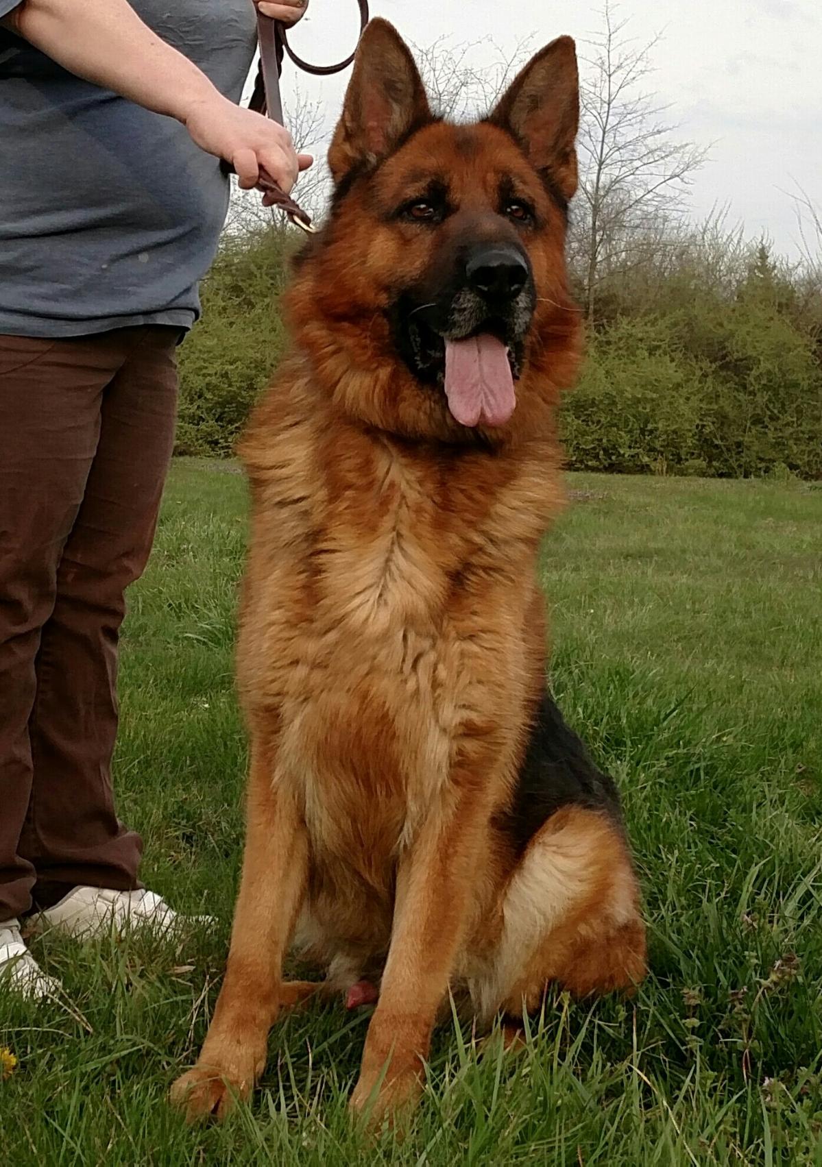 big head german shepherd