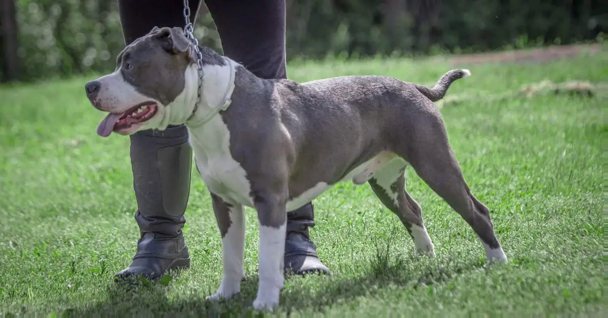Pedigree database american staffordshire terrier sales