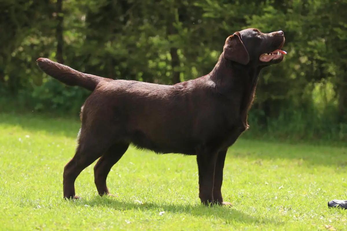 show gundog working certificate