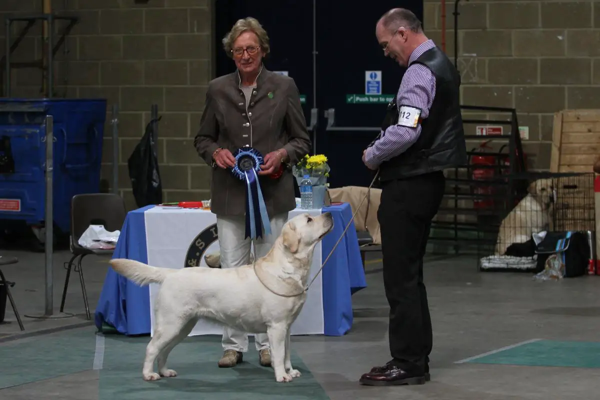 show gundog working certificate