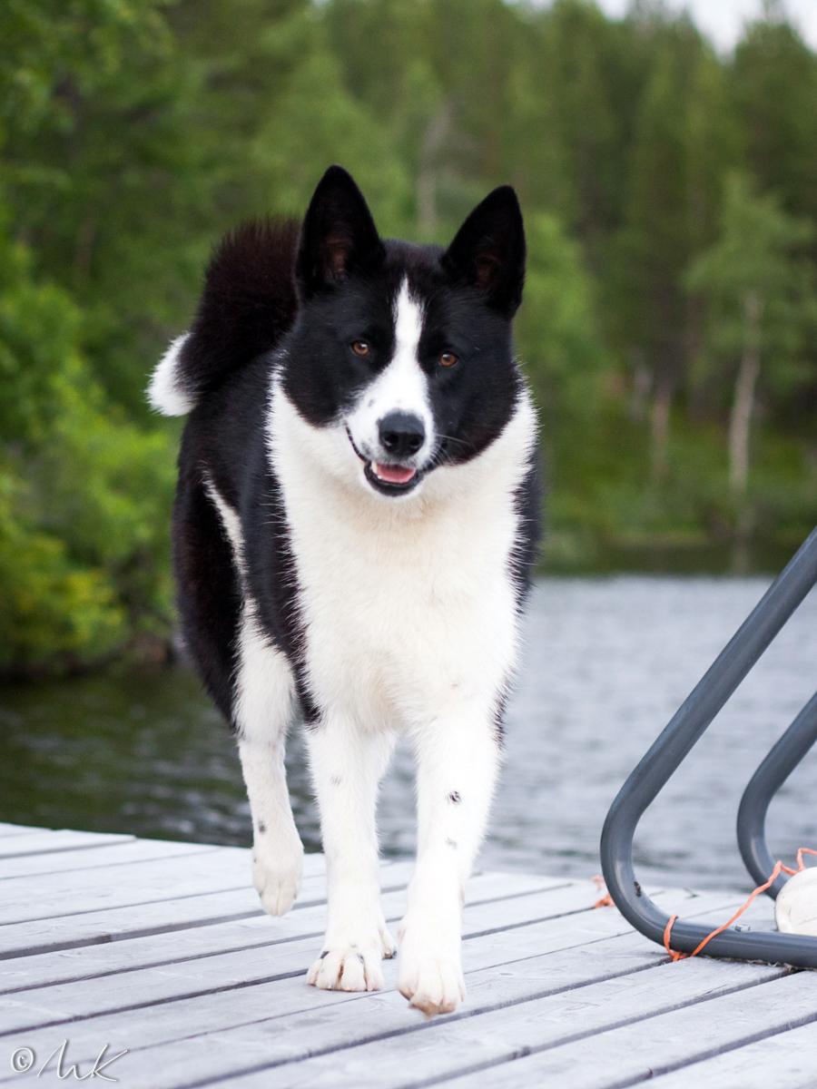 Karelian Bear Dog