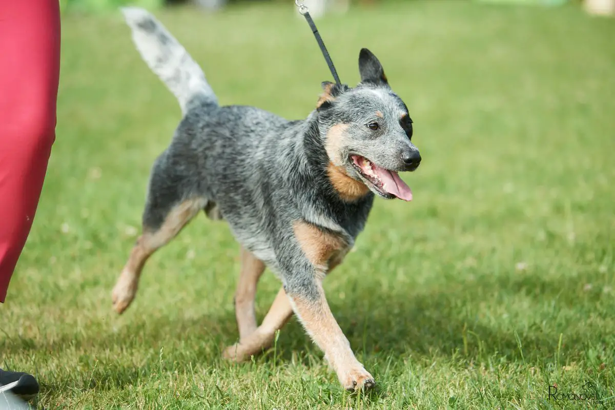Australian cattle shop dog pedigree