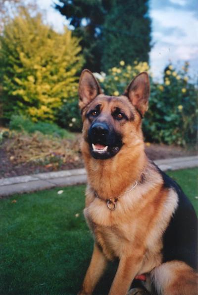 German Shepherd Dog