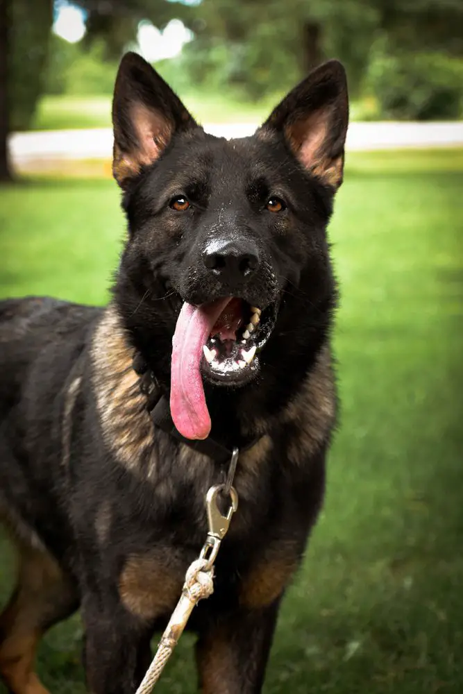 Argo Von Yajhaus