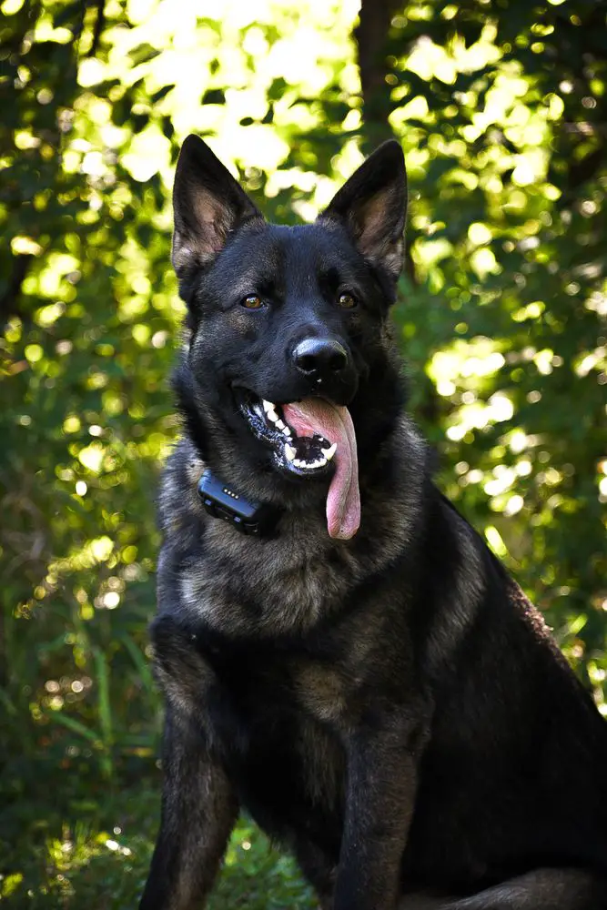 Argo Von Yajhaus
