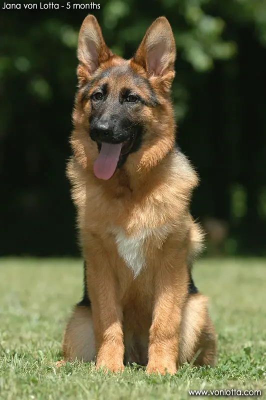 Kennels von deals lotta