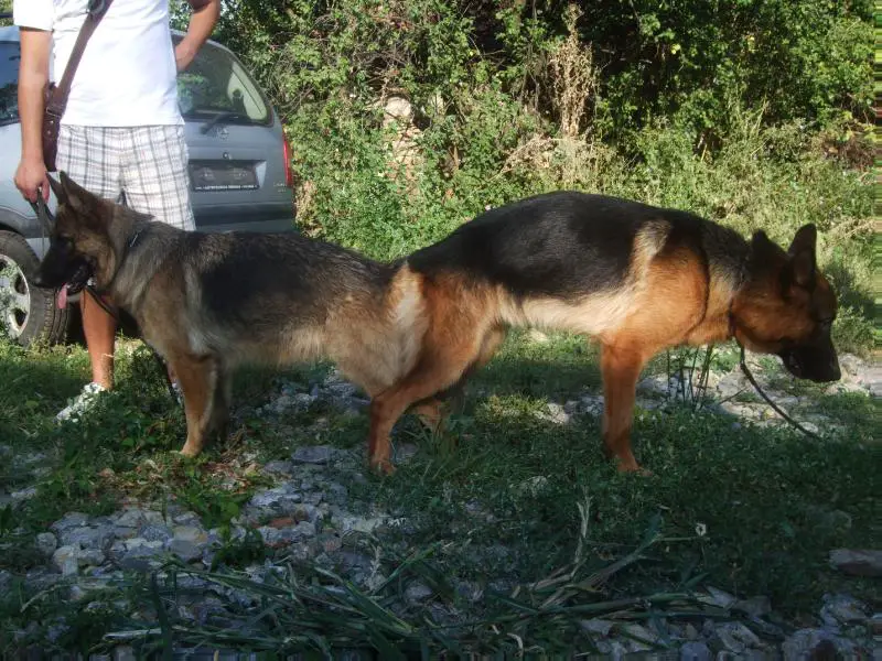 mating german shepherd dogs