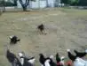 Azza/Nik Litter