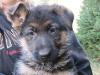 Puppy picture