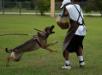 Schutzhund