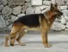 Max di Casa Romeo