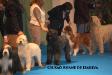 30 EXPOSICION INTERNACIONAL CANINA DE OTOÑO DE LA REAL SOCIEDAD CANINA DE ESPAÑA 