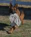 Hans playing