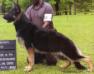 Hickoryhill's GQ Sirius Park (AKC: Hickoryhills GQ Siriuspk